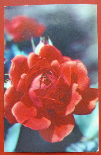 Роза " Метеор ". Чистая. 1983 года. Фото Матанова. 1533.