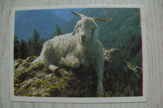 Календарик, 1990, Коза в горах.