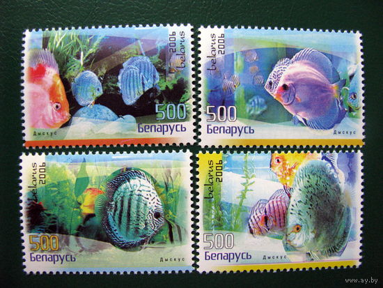 Беларусь 2006 Аквариумные рыбы Дискус (2011)