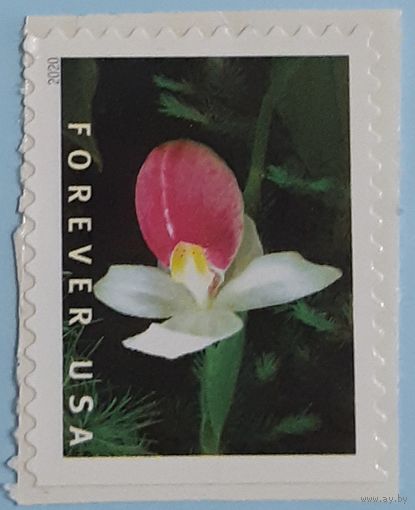 2020 Цветы - Дикие орхидеи. США