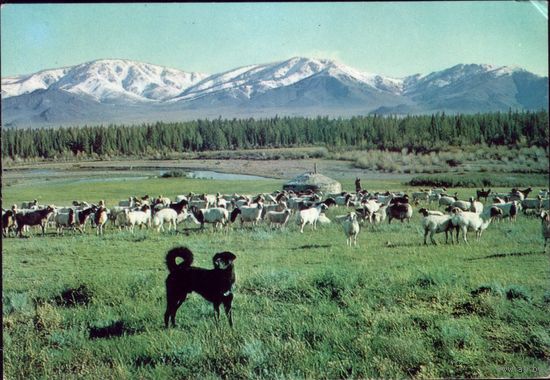 Монголия Собака,стерегущая овец