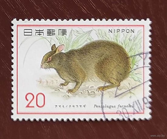 Япония, 1м кролик гаш