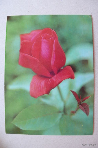 Цветы (10), 1984, чистая (Болгария).