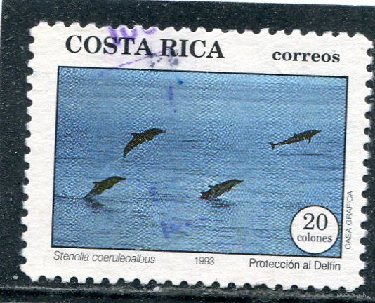 Коста Рика. Фауна. Дельфины