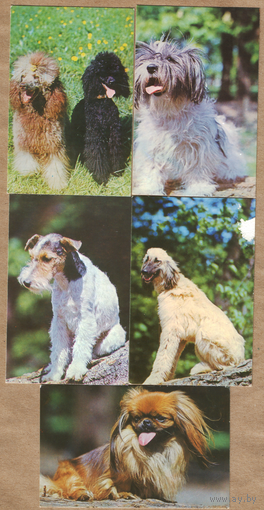 Календари Собаки 1991