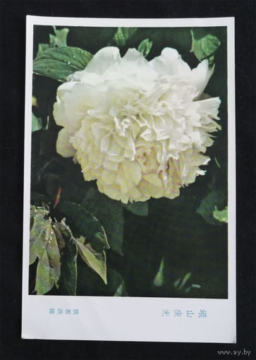 Открытка. Пионы. Цветы. Флора. Китай. 1970-е года. Чистая #0075-FL1P38