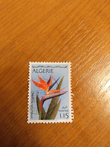 Алжир флора цветы (4-15)