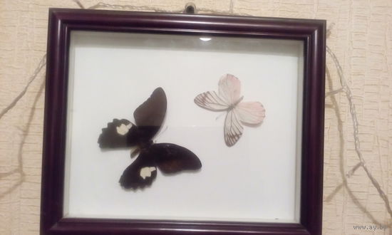 Панно "Бабочки" в деревянной рамке 23 х 28 см