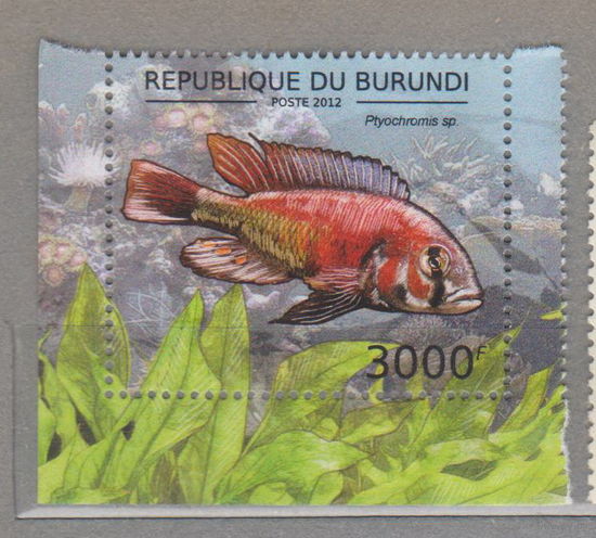 Рыбы Бурунди 2012 год ЧИСТАЯ Фауна  лот 1015