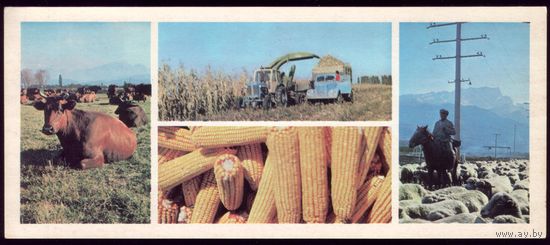 1978 год Северная Осетия Уборка урожая
