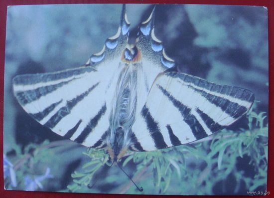 Бабочка. Подалирий. Чистая. 1989 года. Фото Кашо. 111.