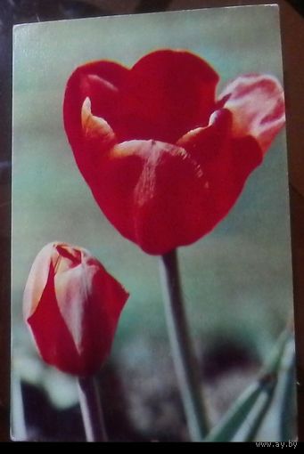 1975 год Тюльпаны Орандж Стар