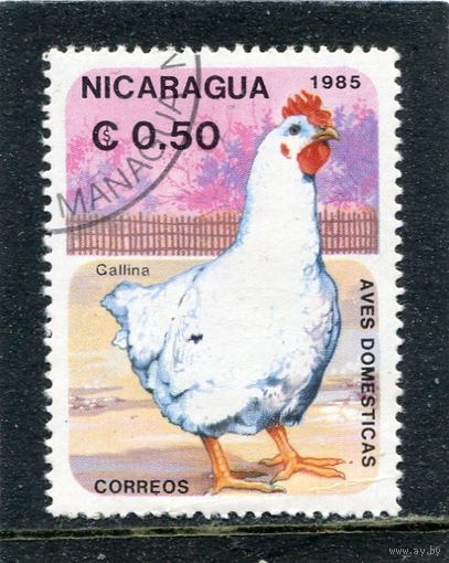 Никарагуа. Домашние птицы