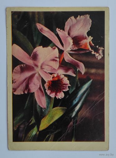 Почтовая карточка 1963 г. "Орхидея". Фото Е. Игнатович.