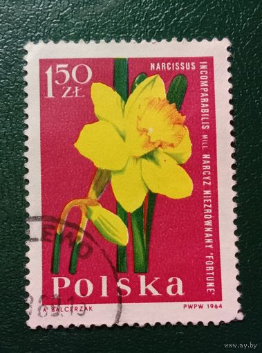 Польша 1964 Нарцисс