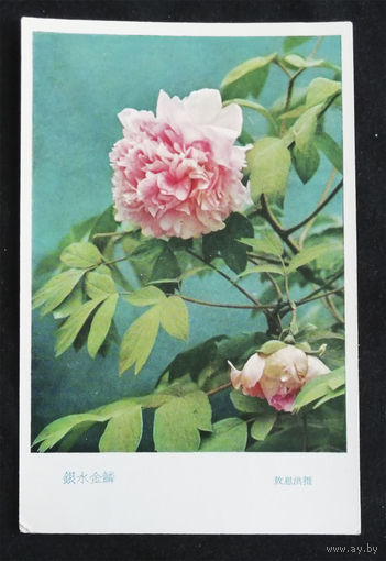 Открытка. Пионы. Цветы. Флора. Китай. 1970-е года. Чистая #0079-FL1P40