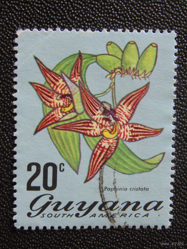 Гайана. Южная Америка. Цветы.