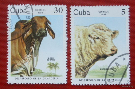 Куба. Коровы. ( 2 марки ) 1984 года. 3-18.