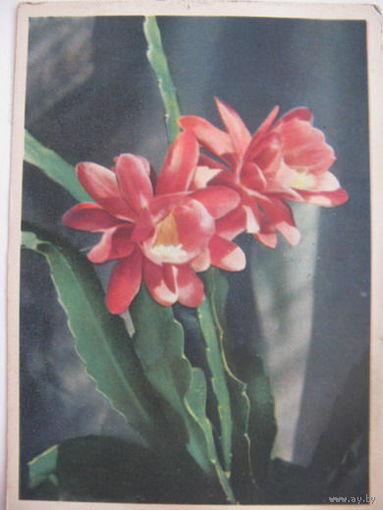 Филлкактус  -1959г.  цветы