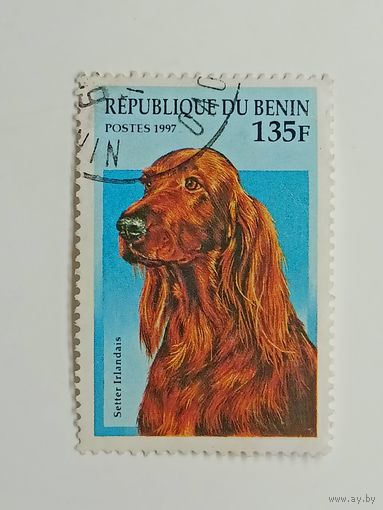 Бенин 1997. Собаки