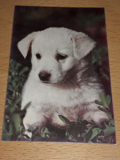 Календарик 1991 Собака. Щенок