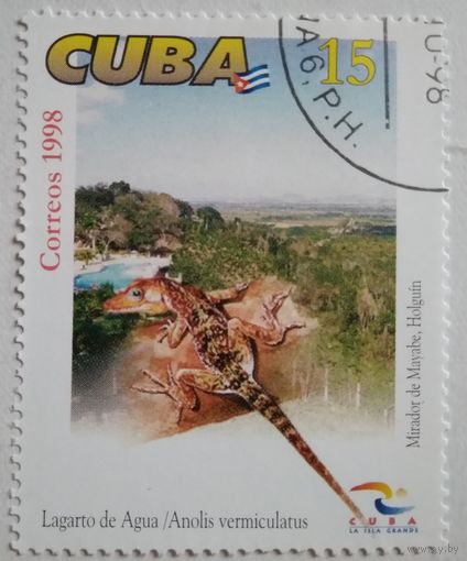 Куба 1998. Ящерица
