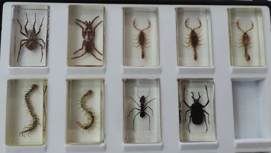 Коллекция интересных насекомых. 11 шт. Размер кубика 4-7.5 см.