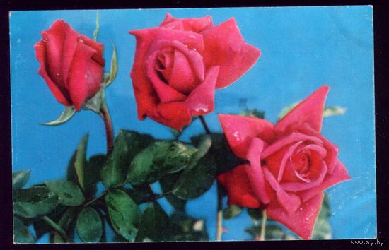 1976 год Розы Былина