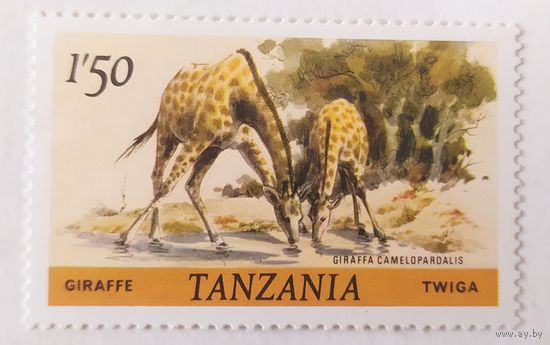 Танзания, жираф