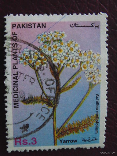 Пакистан. Цветы.