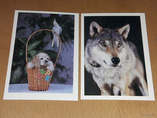 Календарики 1990 Волк. Щенок. Попугай. 2 шт. одним лотом