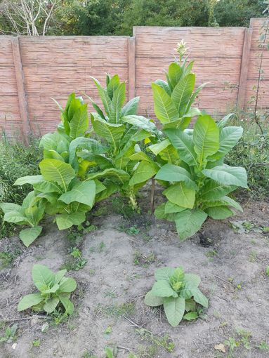 Семена Табак Теннесси Берли (Семян в 1 навеске 150+ шт)