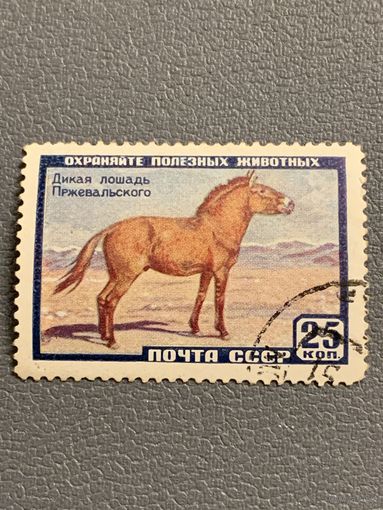 СССР 1959. Фауна. Дикая лошадь Пржевальского