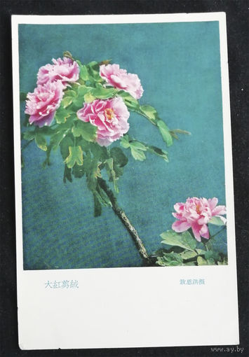 Открытка. Пионы. Цветы. Флора. Китай. 1970-е года. Чистая #0081-FL1P41