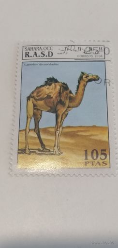Сахара 1994. Верблюд