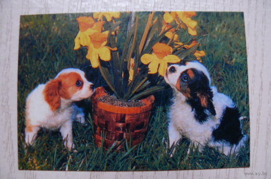 Календарик, 2001, Собака.