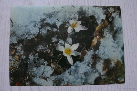 Дорожинский В., Первые цветы; 1982, чистая.