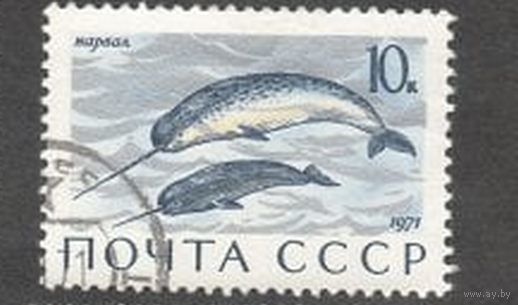 Марка СССР 1971 год. Млекопитающие. 1 марка из серии. 4039. Гашеные.