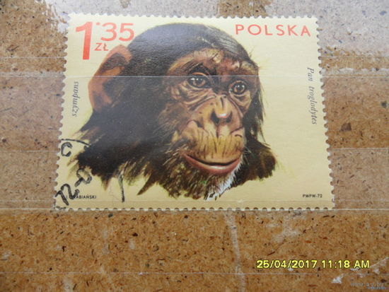 Марка Польши - 1,35 злотых. Обезьяна 1972 год - из коллекции.