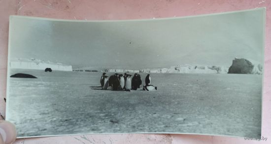 Антарктида. Экспедиция в Антарктику. Восток. Мирный. Южный полюс. Фотография. Фото СССР. Пингвины