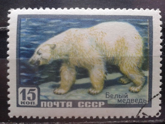 1957, Белый медведь