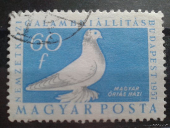 Венгрия 1957 голубь