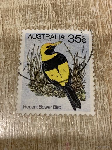 Австралия. Птицы. Regent Bower Bird. Марка из серии