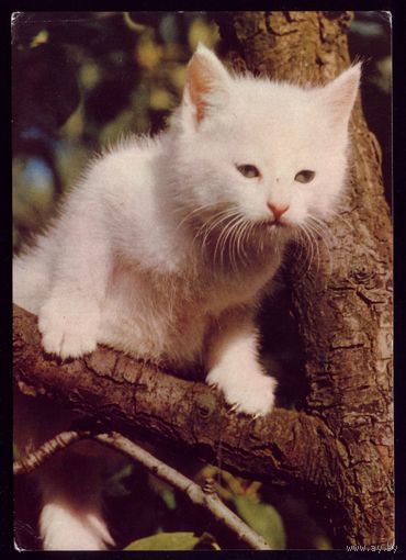 Котёнок на дереве ГДР