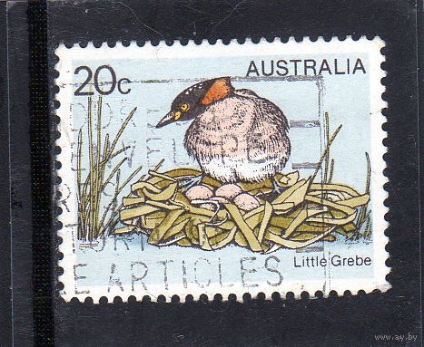 Австралия.Ми-655. Маленький Гребе (Tachybaptus ruficollis). Серия: Птицы. 1978.