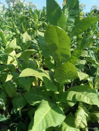 Семена Табак Ароматный (Харманли 11+ Американ 572) (Семян в 1 навеске 150+ шт)