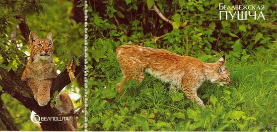 2009 Беларусь Беловежская пуща фауна рысь