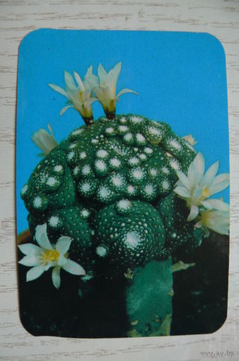 Календарик, 1990, Кактус цветущий.