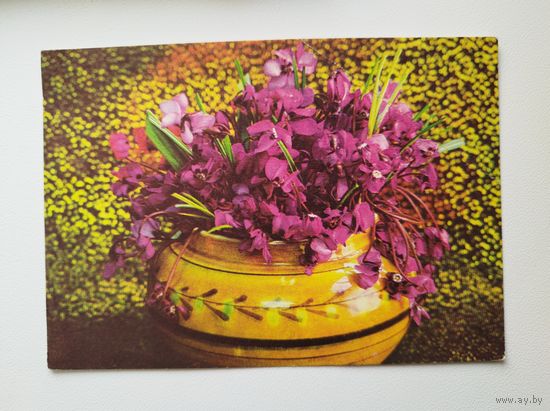 Фото Г. Костенко. Цветы. 1975 год. Чистая