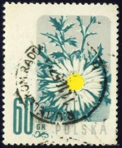 Цветы Польша 1957 год 1 марка